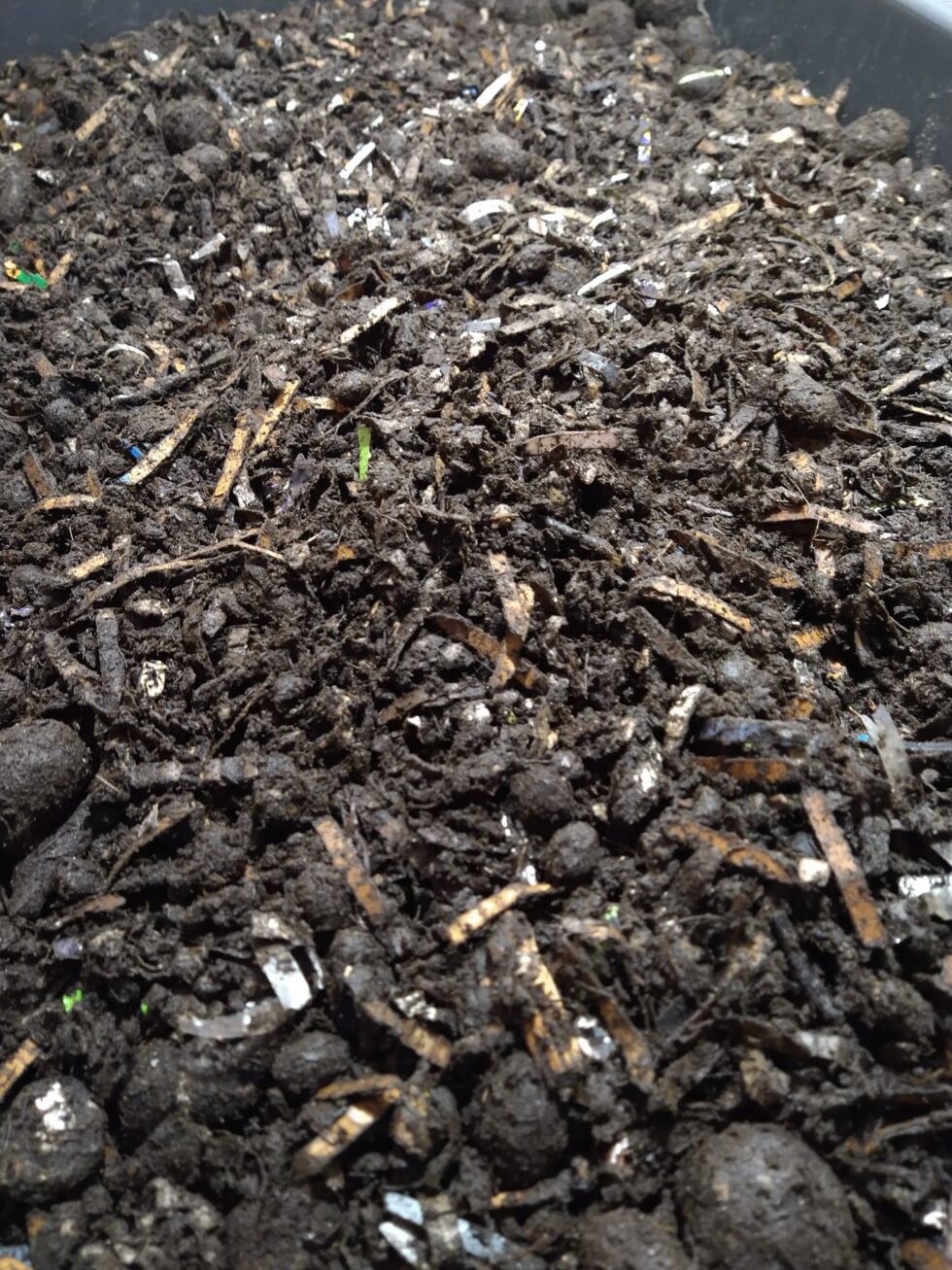 Composting Worms for sale Living Soil Productions