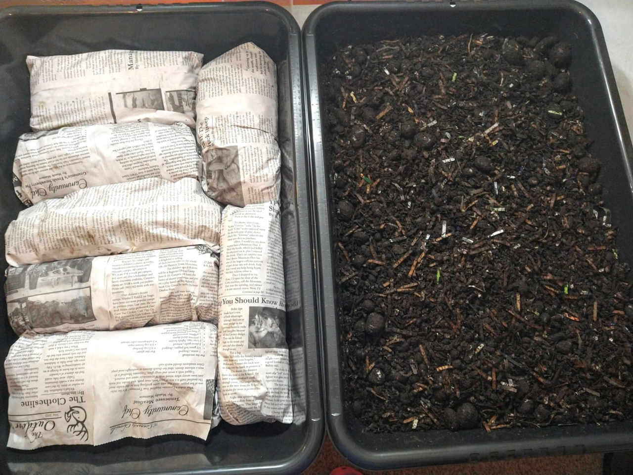 Composting Worms for sale Living Soil Productions