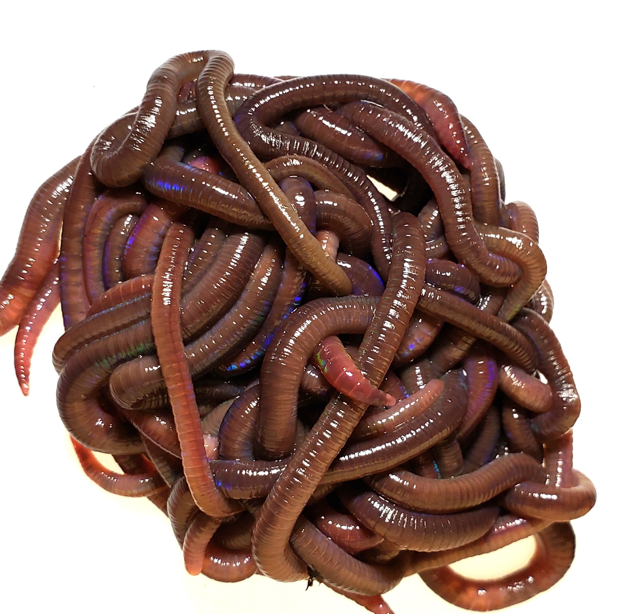 Red Wigglers Vs Nightcrawlers