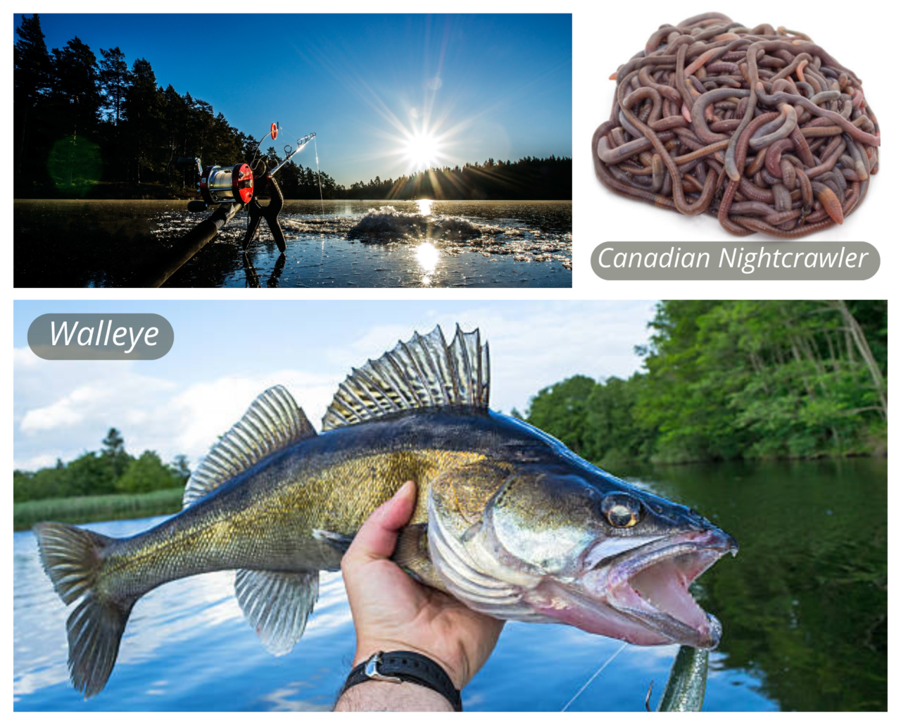 Fresh Live Fishing Worms Living Soil Productions