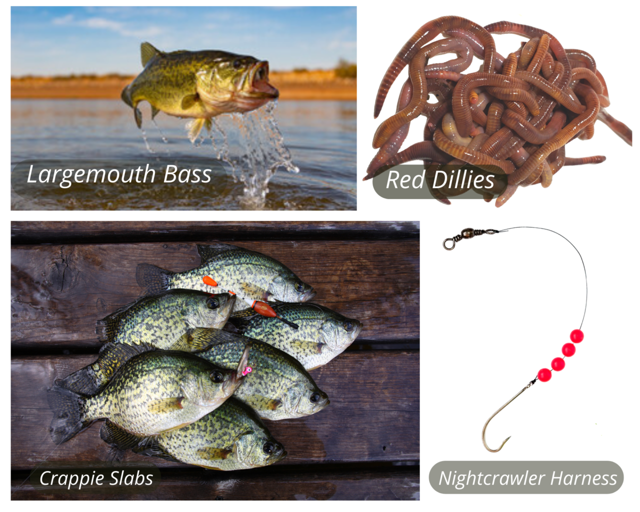 Fresh Live Fishing Worms Living Soil Productions