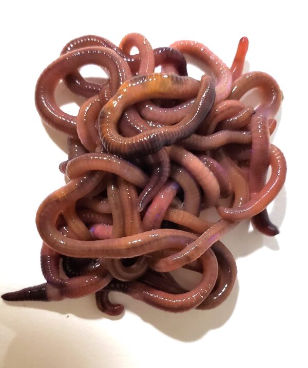 Red Wiggler Fishing Worms Living Soil Productions