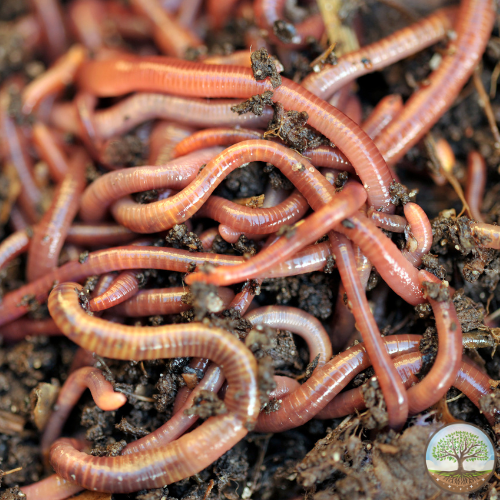 Live Composting Worm Variety Mix Living Soil Productions